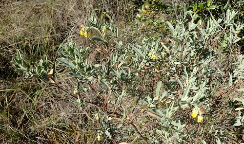 Image of Hermannia velutina by (c) Nicola van Berkel, some rights reserved (CC BY-SA)