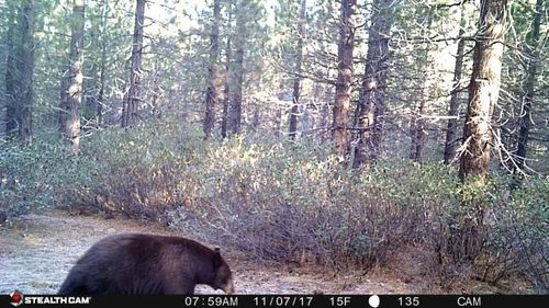 iNaturalist observation photo of American Black Bear