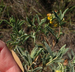 Hermannia velutina