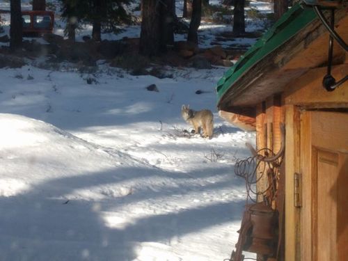 iNaturalist observation photo of Coyote