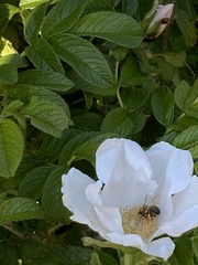 Apis mellifera