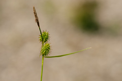 Carex lepidocarpa