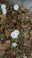 Convolvulus arvensis