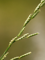 Glyceria notata