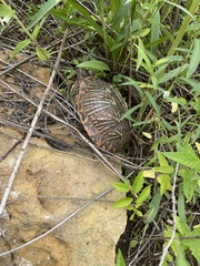 Terrapene ornata