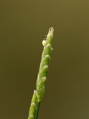 Glyceria notata