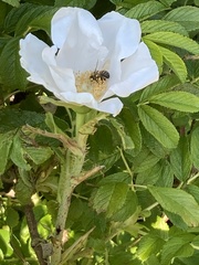 Apis mellifera