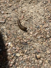 Apamea monoglypha