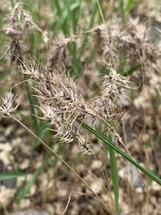 Poa bulbosa vivipara