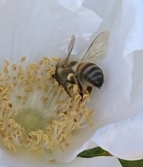 Apis mellifera