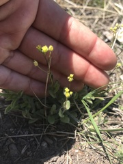 Draba albertina