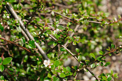 Cotoneaster × suecicus