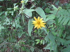 Silphium asperrimum