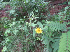 Silphium asperrimum