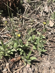 Draba albertina
