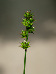 Carex muricata