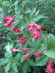 Weigela floribunda
