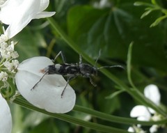 Chlorophorus figuratus