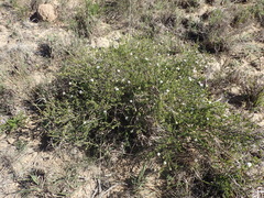 Agathosma clavisepala