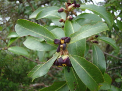 Pittosporum colensoi