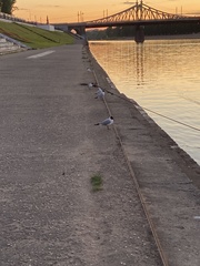 Chroicocephalus ridibundus