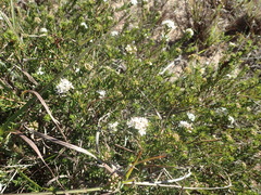 Agathosma clavisepala