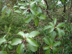 Pittosporum colensoi
