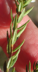 Agathosma clavisepala
