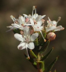Agathosma clavisepala