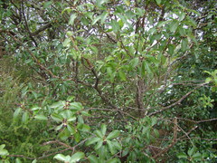 Pittosporum colensoi