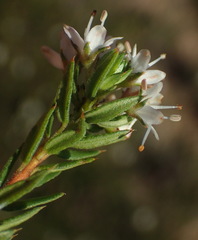 Agathosma clavisepala