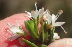 Agathosma clavisepala