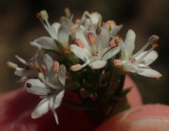 Agathosma clavisepala