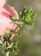 Agathosma clavisepala