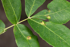 Phylloxera auburnensis