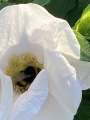 Bombus terrestris