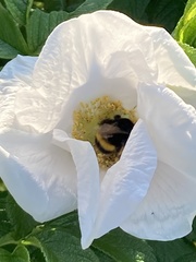 Bombus terrestris