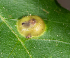 Phylloxera auburnensis