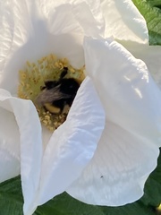 Bombus terrestris
