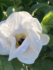 Bombus terrestris