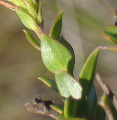 Selago myrtifolia