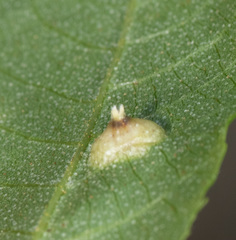 Phylloxera auburnensis