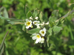Buglossoides czernjajevii