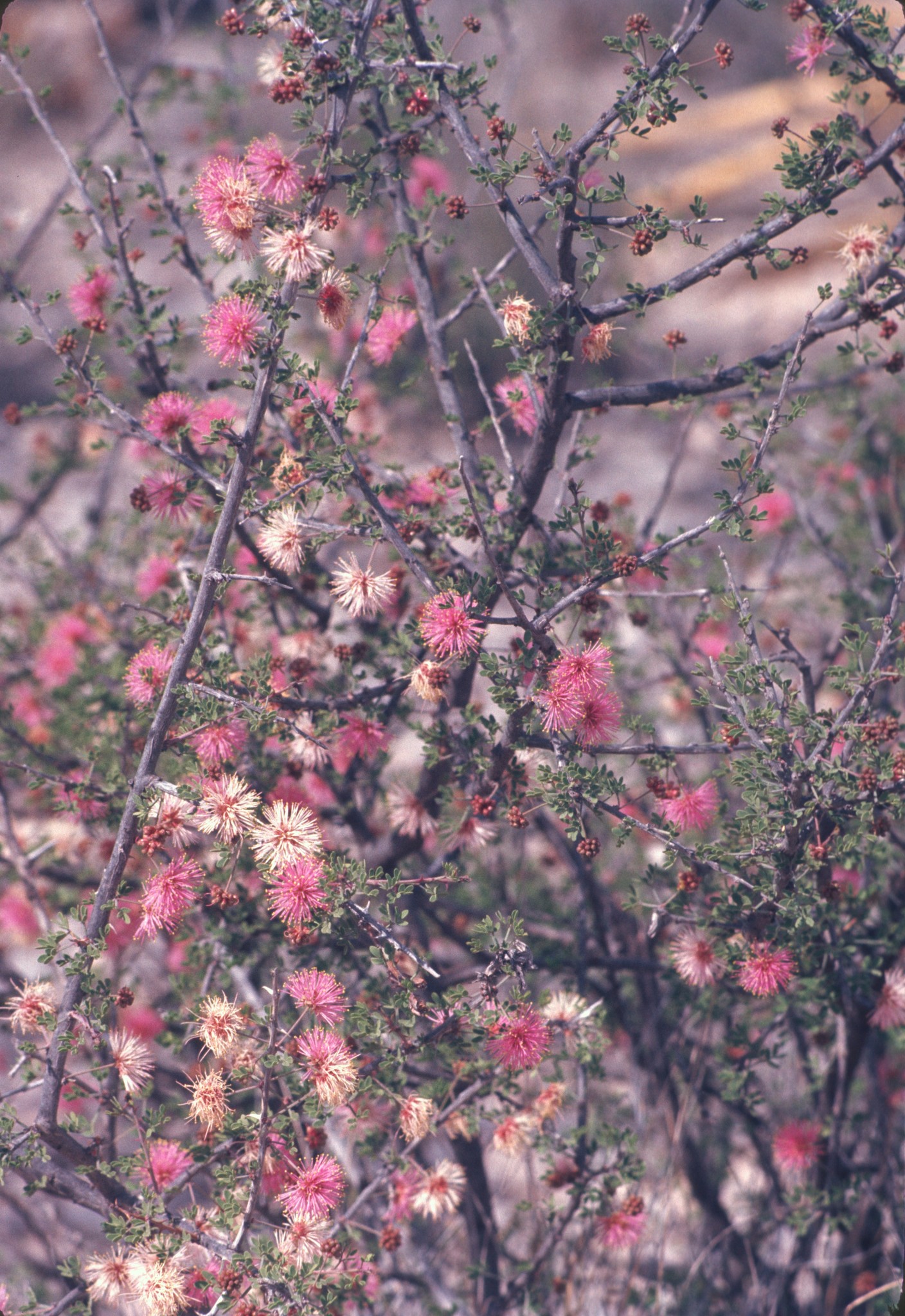 Mimosa turneri