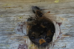 Bombus hypnorum