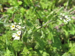 Buglossoides czernjajevii