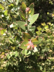 Arctostaphylos purissima purissima