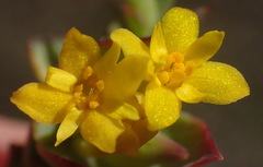 Gnidia coriacea