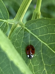 Adalia bipunctata