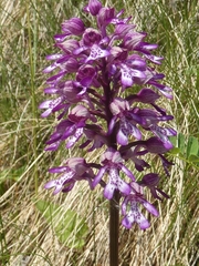 Orchis × hybrida